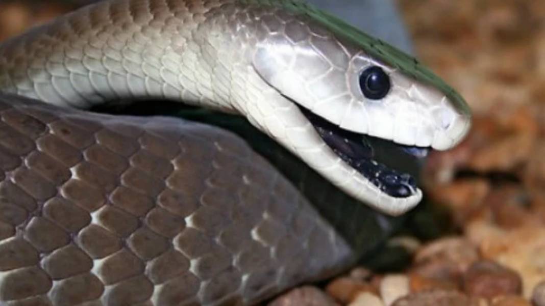 Dünyanın En Zehirli Yılanı! Renk Değiştirip Saldırıyor: Soktuğu İnsanı Dakikalar İçinde Öldürüyor 1